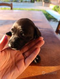 Cane bassotto-meticcio