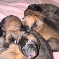 Pastore belga malinois