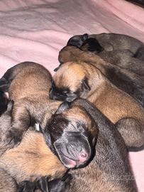 Pastore belga malinois