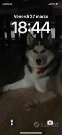 Siberian Husky