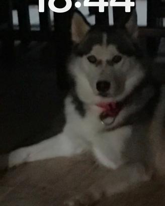 Siberian Husky