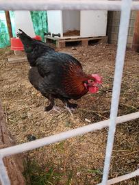 Marans