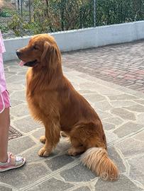 Prenotazioni cucciolo golden retriever