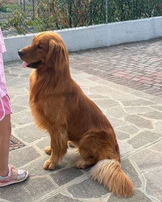 Prenotazioni cucciolo golden retriever