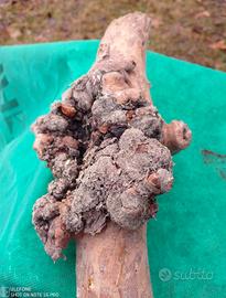 Gioco per cani in legno duro.