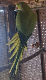 Coppia parrocchetti dal collare ancestrale