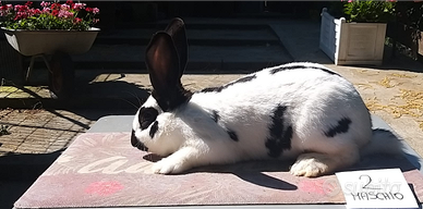 Conigli da carne e da riproduzione