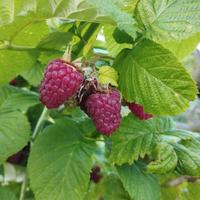 Piantine lamponi rossi - già PRODUTTIVE