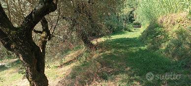 13000 mq terreno +  circa 100 olivi 