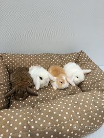 Cuccioli di conigli nani ariete mini lop