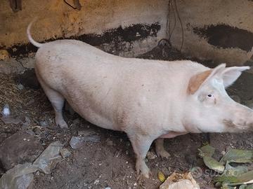 maiali