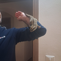 Petauri dello zucchero