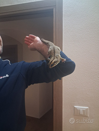 Petauri dello zucchero