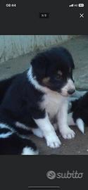 Cuccioli border collie