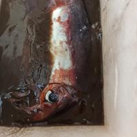 pesca bolentino mulinello elettrico  totani