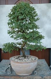 bonsai Olmo europeo 