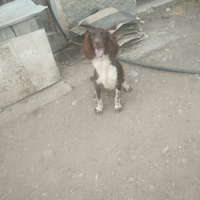 Cucciolo di Springer Spaniel disponibile