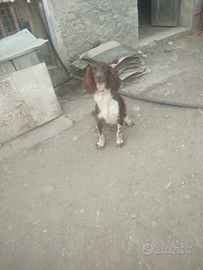 Cucciolo di Springer Spaniel disponibile