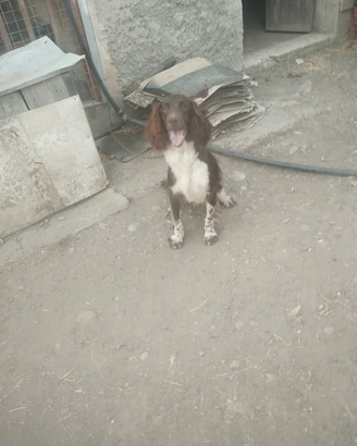 Cucciolo di Springer Spaniel disponibile