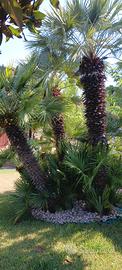 Gruppo arboreo di Chamaerops Humilis