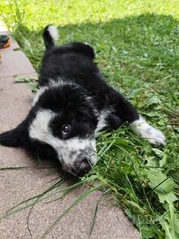 Cucciolo di due mesi