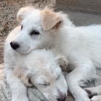 Cuccioli futura taglia Medio/Piccola