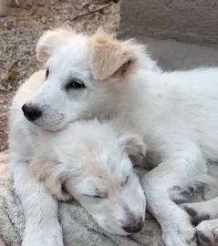 Cuccioli futura taglia Medio/Piccola