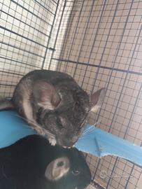 Cuccioli Cincillá