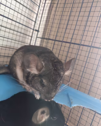 Cuccioli Cincillá