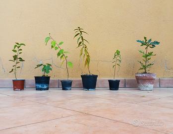 Alberi da frutto e ornamentali