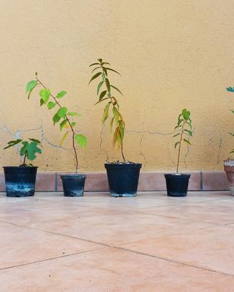 Alberi da frutto e ornamentali