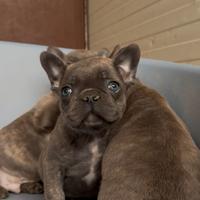 Bulldog francese Salerno