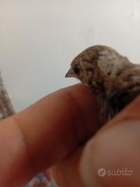 Cardellino tuschi