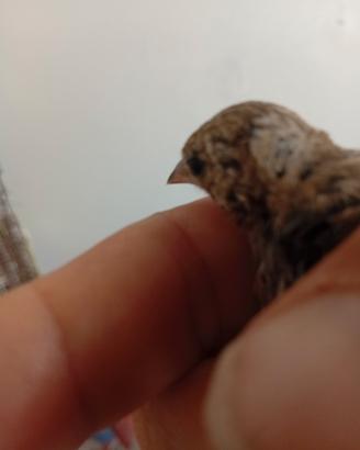 Cardellino tuschi