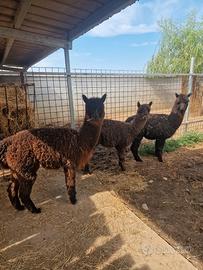 Alpaca maschi
