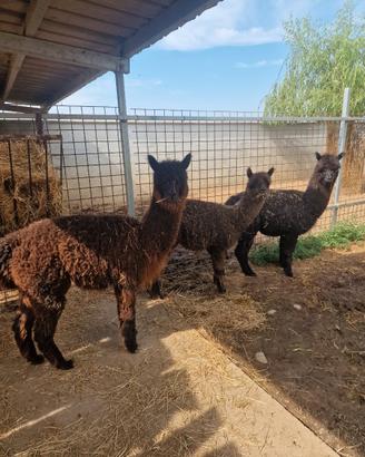 Alpaca maschi
