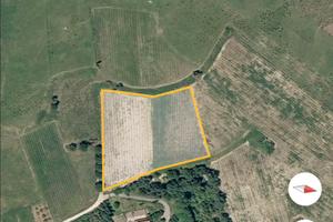 Terreno 0,6 ettari vigneto spalliera c/da Musita