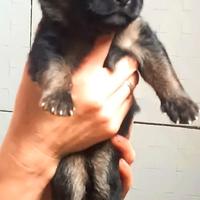 Cuccioli di pastore tedesco