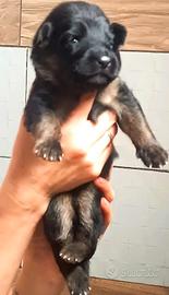 Cuccioli di pastore tedesco