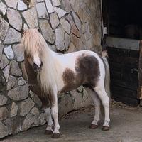 Pony pezzato