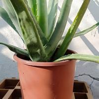 Vaso con aloe vera