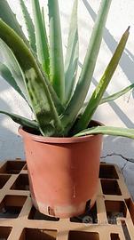 Vaso con aloe vera