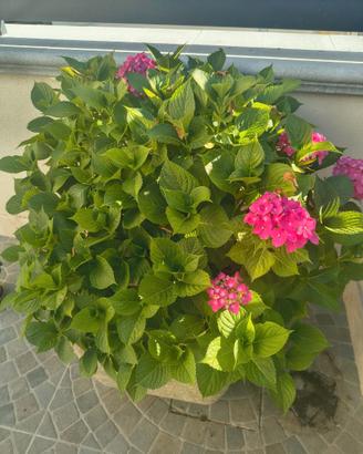 Grande Ortensia in fiore con vaso