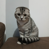 Gatto per monta Scotish Fold