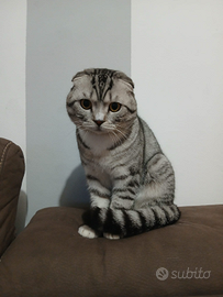 Gatto per monta Scotish Fold