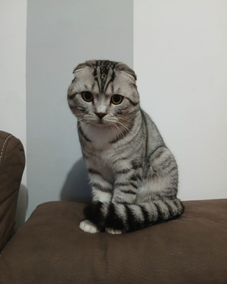 Gatto per monta Scotish Fold