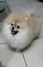 Spitz tedesco nano (POMERANIA)