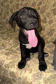 Cucciolo di cane corso