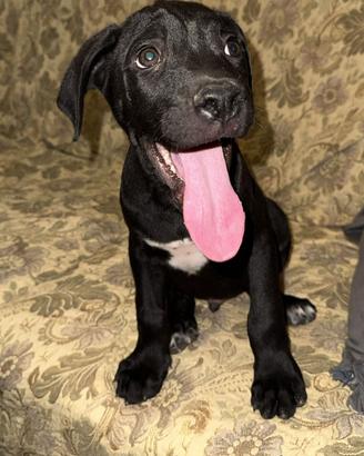 Cucciolo di cane corso