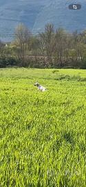 Setter inglese maschio